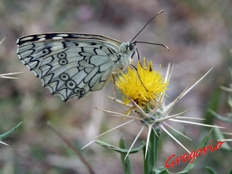 Melanargia